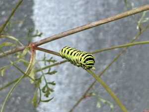 キアゲハの幼虫を見つけたよ!
